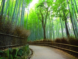 kyoto_chikurin kyoto chikurin
