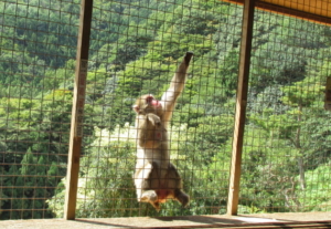 kyoto_monkeypark kyoto arashiyama monkey park