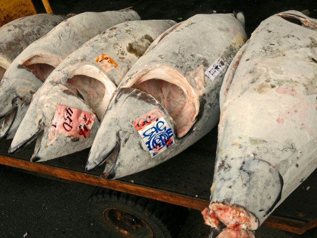 tokyo tsukiji tuna